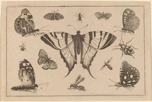 アゲハチョウとその他の12の昆虫 作： Wenceslaus Hollar