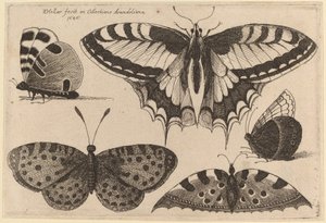 三匹の蝶と二匹の蛾 作： Wenceslaus Hollar