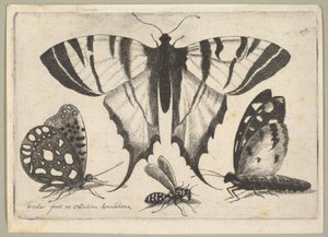 3つの蝶とハチ、1646年。 作： Wenceslaus Hollar