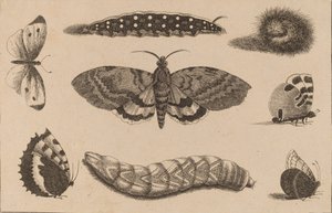 3匹の青虫、1匹の蛾、そして4匹の蝶。 作： Wenceslaus Hollar