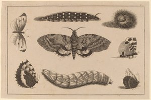 3匹の毛虫、1匹の蛾、4匹の蝶 作： Wenceslaus Hollar