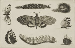 3匹の毛虫、1匹の蛾、4匹の蝶 作： Wenceslaus Hollar