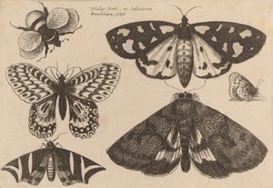 3匹の蛾、2匹の蝶、1匹のマルハナバチ 1646年 作： Wenceslaus Hollar