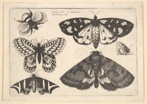ガ3匹、蝶2匹、マルハナバチ1646年。 作： Wenceslaus Hollar