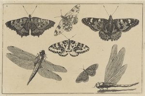 2羽のトンボと5羽の蝶 いろいろな昆虫（連載タイトル） Diversae Insectorum (シリーズタイトル)