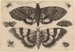 二蛾六蟲 作： Wenceslaus Hollar