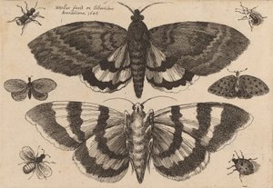 二匹の蛾と六匹の昆虫、1646年。 作： Wenceslaus Hollar