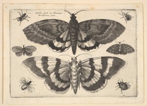 2匹の蛾と6匹の昆虫、1645。 作： Wenceslaus Hollar