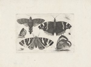 蝶4匹、蛾1匹、カブトムシ2匹、ハエ1匹