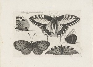 5匹の蝶 昆虫（連載タイトル） Muscarum Scarabeorum (シリーズタイトル)
