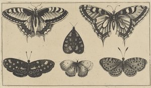 5 匹の蝶と 1 匹の蛾 いろいろな昆虫（連載タイトル） Diversae Insectorum (シリーズタイトル) 作： Wenceslaus Hollar
