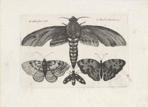 蝶と蛾 昆虫（連載タイトル） Muscarum Scarabeorum (シリーズタイトル) 作： Wenceslaus Hollar