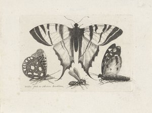 蝶とハチ 昆虫（連載タイトル） Muscarum Scarabeorum (シリーズタイトル)