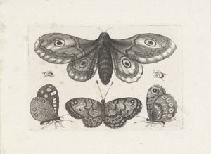 蝶、甲虫、蛾 昆虫（連載タイトル） Muscarum Scarabeorum (シリーズタイトル)