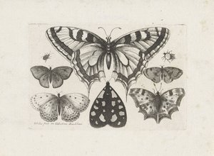 蝶、甲虫、蛾 昆虫（連載タイトル） Muscarum Scarabeorum (シリーズタイトル)