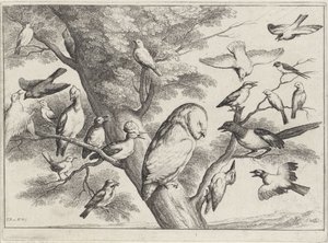 木の鳥 別の鳥（シリーズタイトル） 作： Wenceslaus Hollar