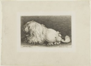 白犬 作： Wenceslaus Hollar