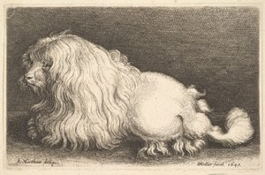 白い犬、1649年。 作： Wenceslaus Hollar