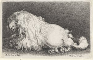 白犬 作： Wenceslaus Hollar