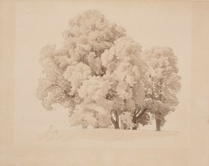 葉の木グループ 作： Werner Holmberg