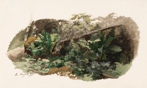 シダの上に倒れたモミの木 ; 牛（両面作品） 作： Werner Holmberg