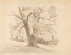 古い広葉樹の下部 作： Werner Holmberg