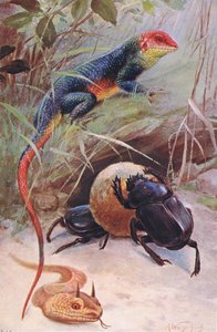 ガマ、ツノバイパー、神聖なカブトムシ、世界の野生生物、1910年頃のイラスト 作： Wilhelm Kuhnert