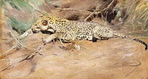 ヒョウ、 作： Wilhelm Kuhnert