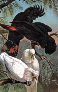 バンクス・オウム 1910年頃（イラスト） 作： Wilhelm Kuhnert