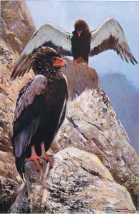 1910年頃の世界の野生生物からのイラスト 作： Wilhelm Kuhnert