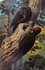 クマゲラ、1910年頃（イラスト）