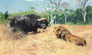 戦いの前にバッファローとライオン、 作： Wilhelm Kuhnert
