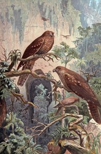 洞窟グアチャロ、1910年頃（イラスト） 作： Wilhelm Kuhnert