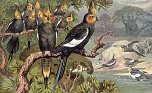 オウム、1910年頃（イラスト） 作： Wilhelm Kuhnert