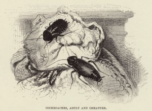 ゴキブリ、成人および未成熟 作： Wilhelm Kuhnert