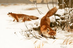キツネ 作： Wilhelm Kuhnert
