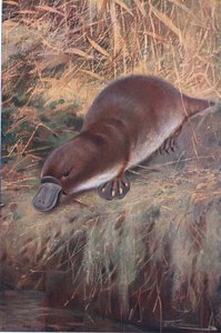 ダックビル、イラスト、世界の野生生物、1910年頃