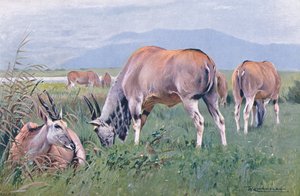 エランド、世界の野生生物、1910年頃のイラスト 作： Wilhelm Kuhnert