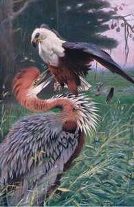 ジャイアントヘロンとシーイーグルのイラスト、世界の野生生物、1910年頃 作： Wilhelm Kuhnert