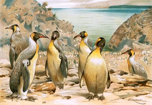 ジャイアントペンギン 作： Wilhelm Kuhnert