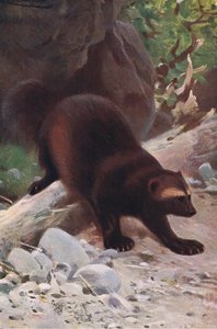 ワイルドライフオブザワールドのグルトンまたはウルヴァリン、フレデリックウォーン＆Co、1900年頃発行 作： Wilhelm Kuhnert