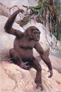 ゴリラ、世界の野生生物、1910年頃のイラスト 作： Wilhelm Kuhnert
