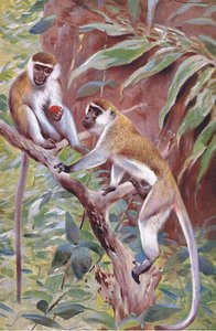緑の猿、イラスト、世界の野生生物、1910年頃 作： Wilhelm Kuhnert