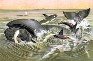 グリーンランド・クジラ 作： Wilhelm Kuhnert