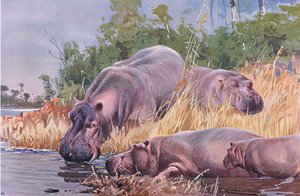 カバ、イラスト、世界の野生生物、c.1910から 作： Wilhelm Kuhnert