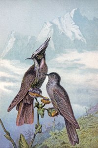 ハチドリのマスク、1910年頃（イラスト） 作： Wilhelm Kuhnert