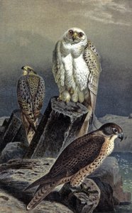 ハンティング・ファルコン、1910年頃（イラスト） 作： Wilhelm Kuhnert