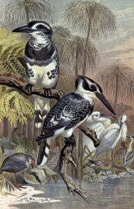 カワセミ、1910年頃（イラスト） 作： Wilhelm Kuhnert