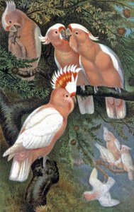 リードビーター・オカメインコ、1910年頃（イラスト） 作： Wilhelm Kuhnert