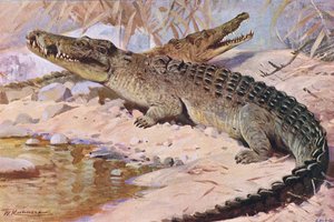 ナイルワニ、イラスト、ワイルドライフ・オブ・ザ・ワールド、1910年